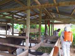 Cegah PMK, pemilik ternak diimbau rutin disinfeksi kandang